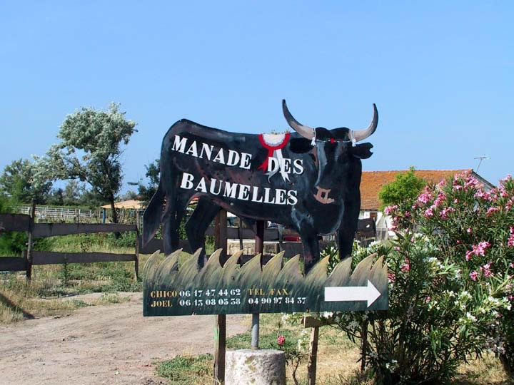 Un taureau attend  l'entre
