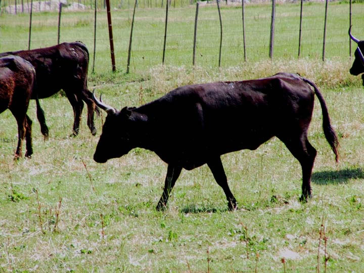 Les taureaux sont lachs dans la prairie