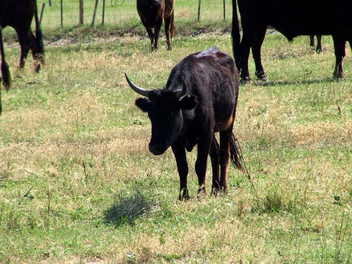 Le taureau face au gardian... et aux spectateurs