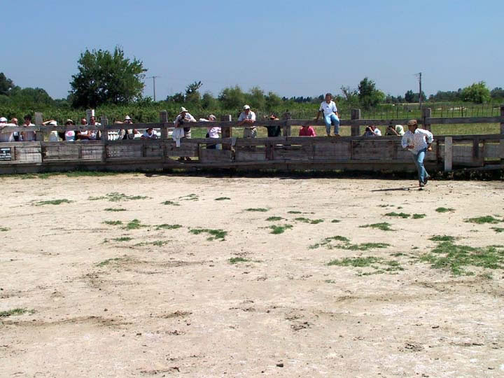 Dans l'arne, le torador attent la vachette