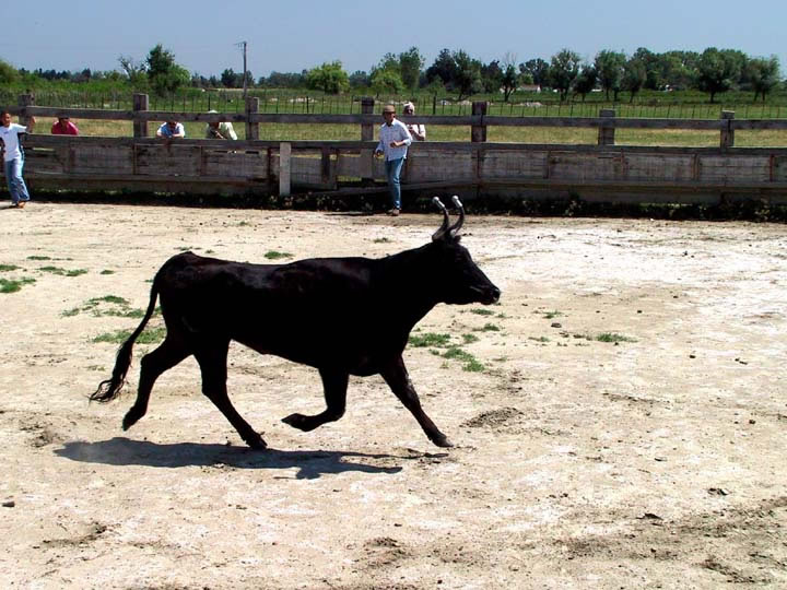 La vachette arrive pour la poursuite