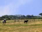 Le taureau est choisit et le cheval le mne  la sortie (85kb)